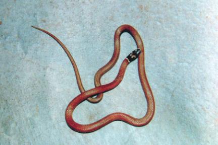 Blackheaded Snake (Harmless)