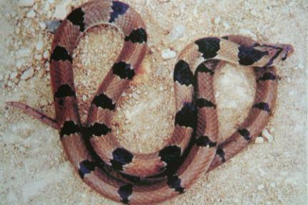 Common Cat Snake (Harmless)