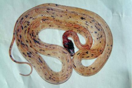 Royal Snake (Harmless)