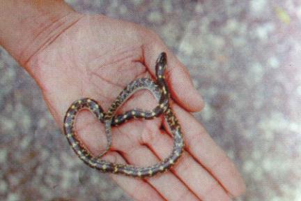 Yellow Spotted Wolf Snake (Harmless)